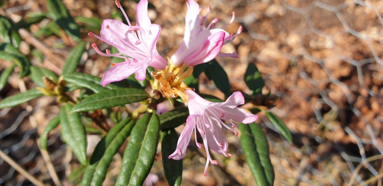 R. mollicomum